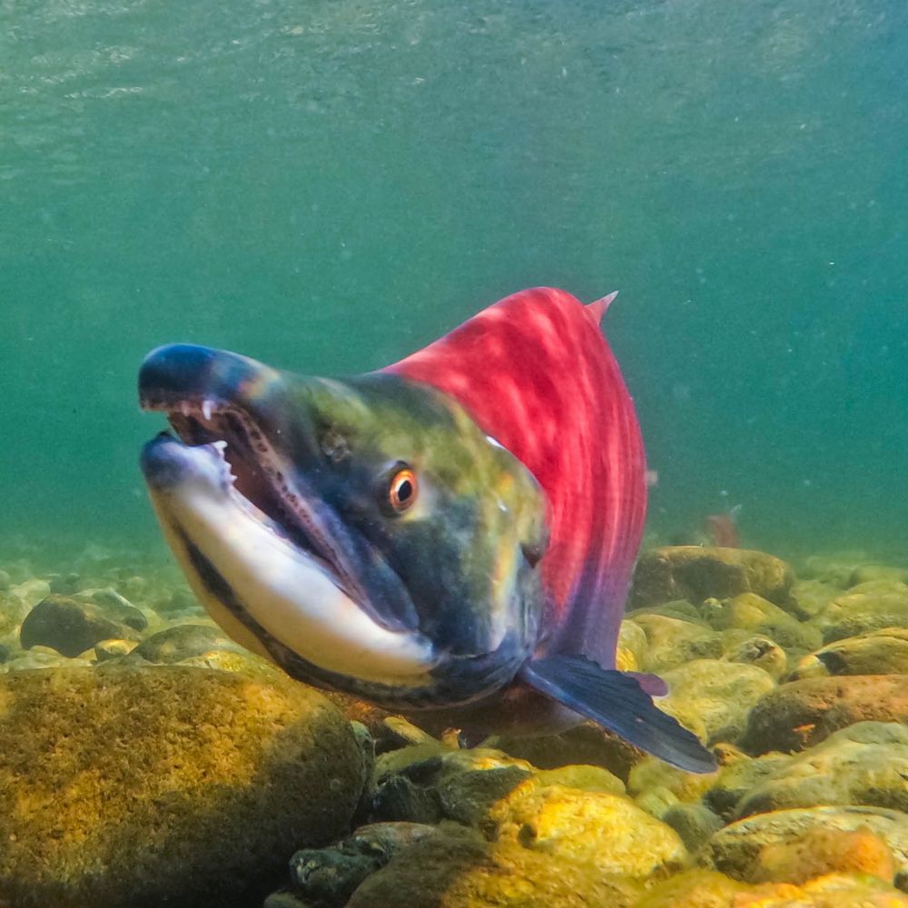 Bringing the Salmon Home
