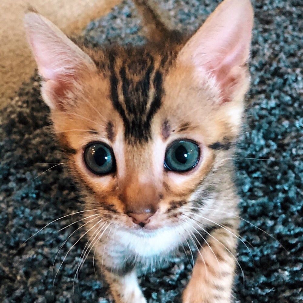 sushi “kool kat” kitti
