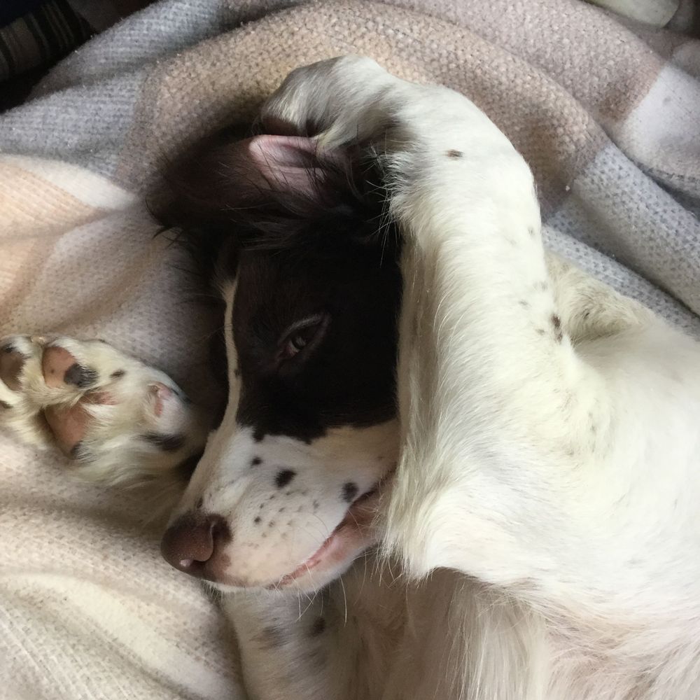 Springer Spaniel mum 💚