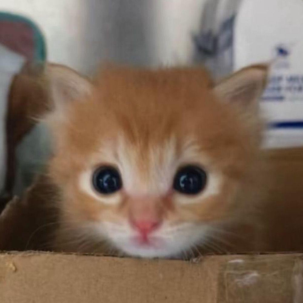 grubhub