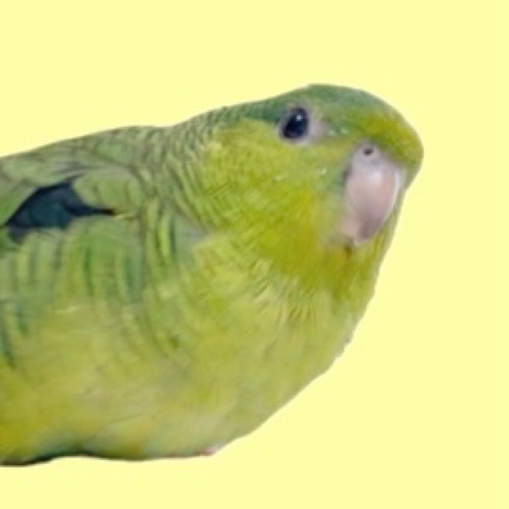 ましみ