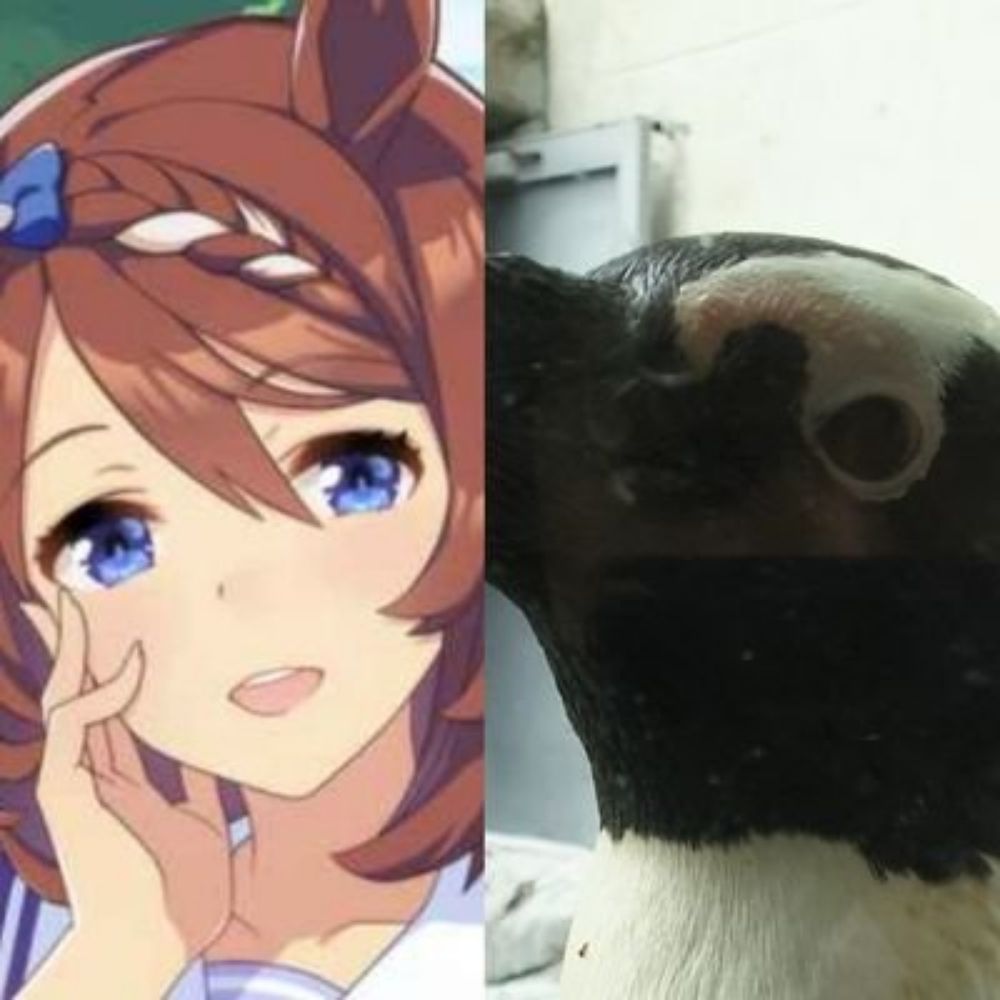 紅夜ペンギン