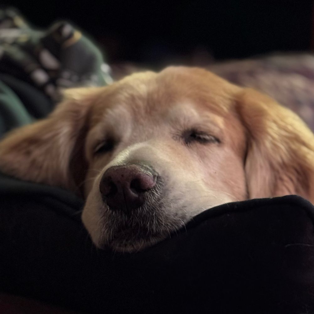 Learned Cheddar
