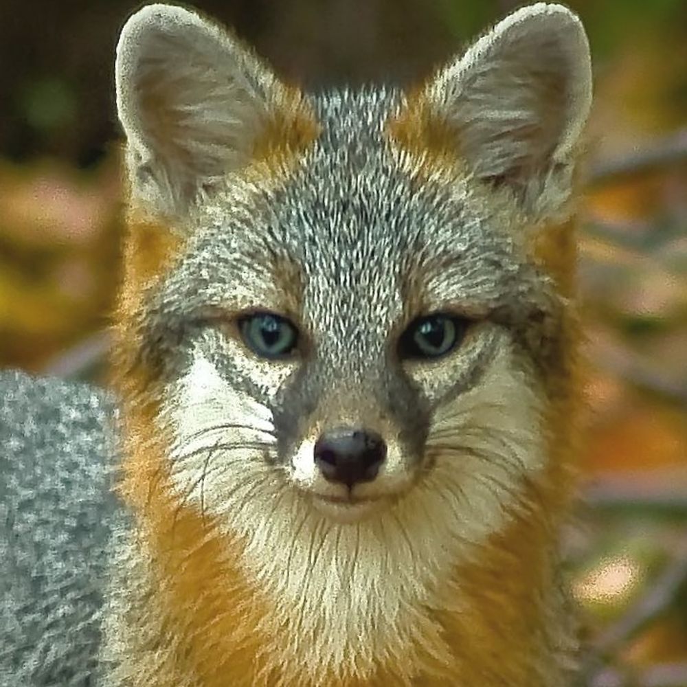 GoblinFox
