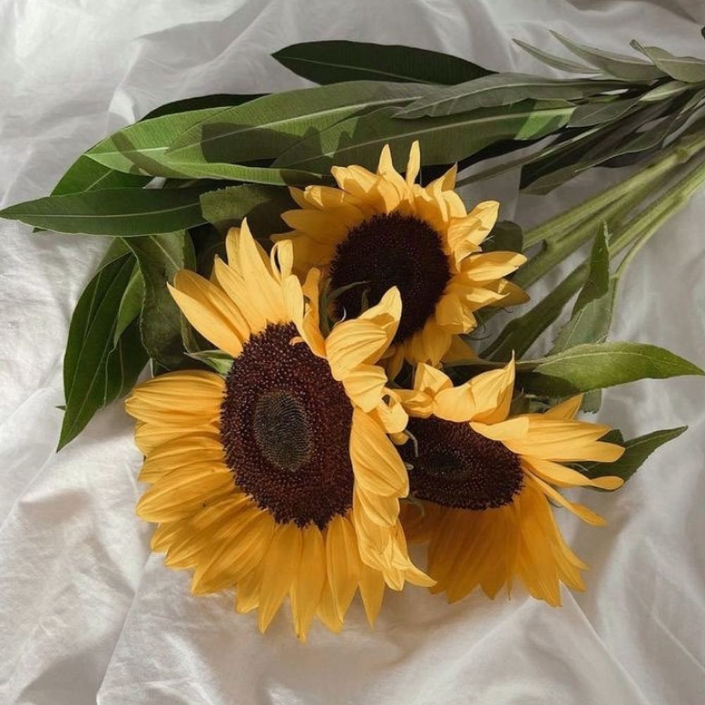 je🌻