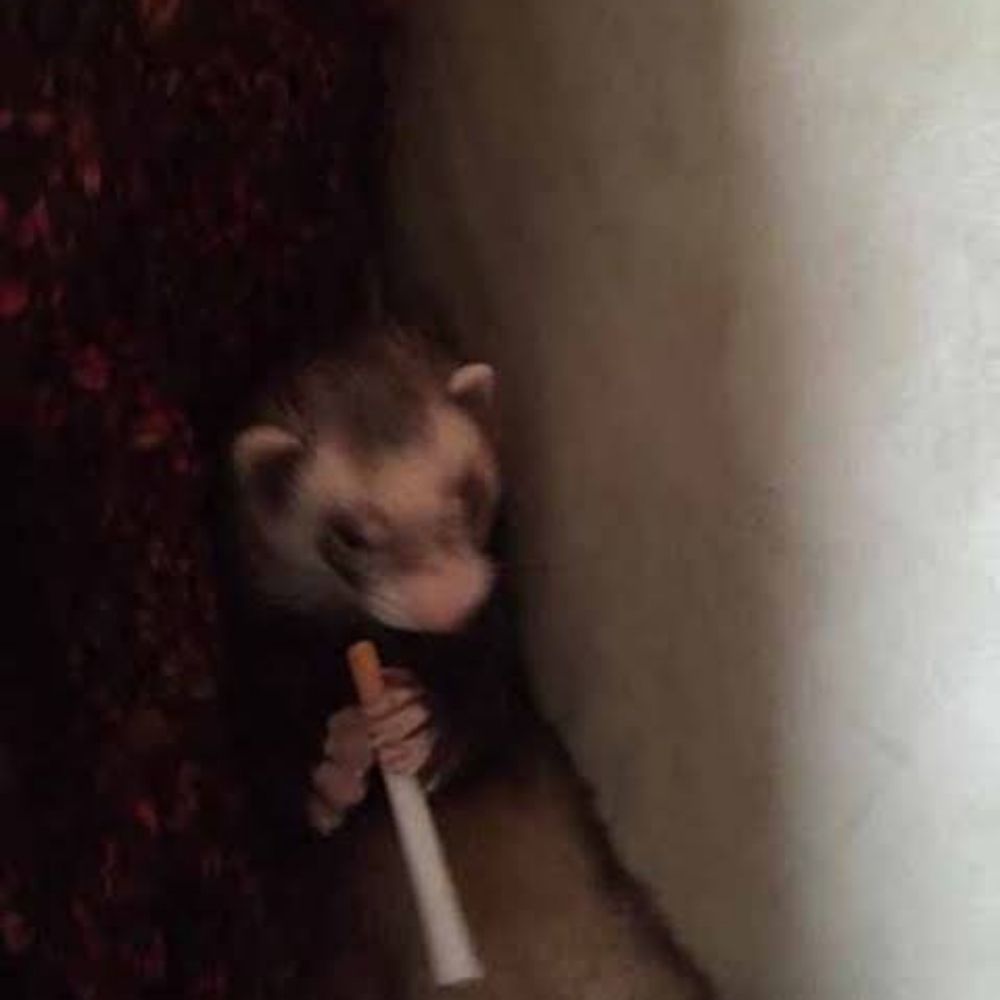 ed