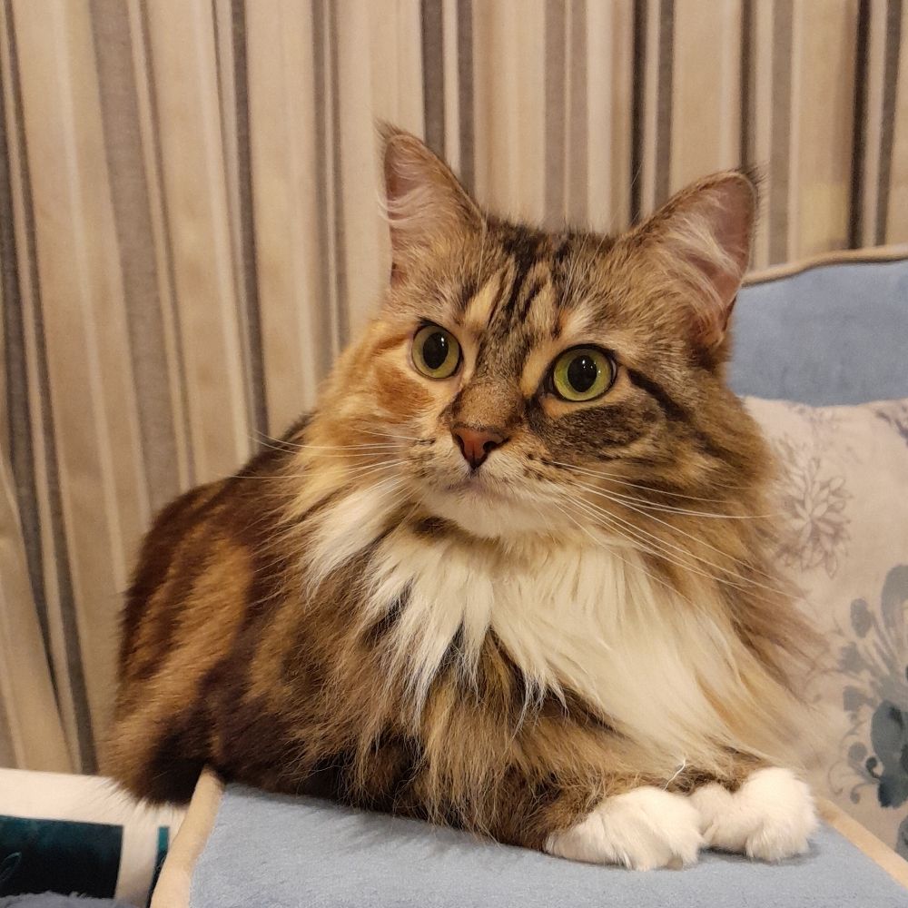 Nimbus