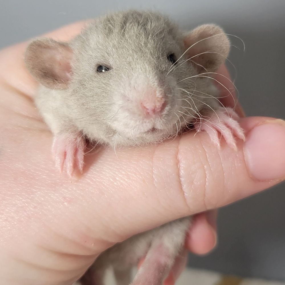 Cosmic Bliss Rattery 