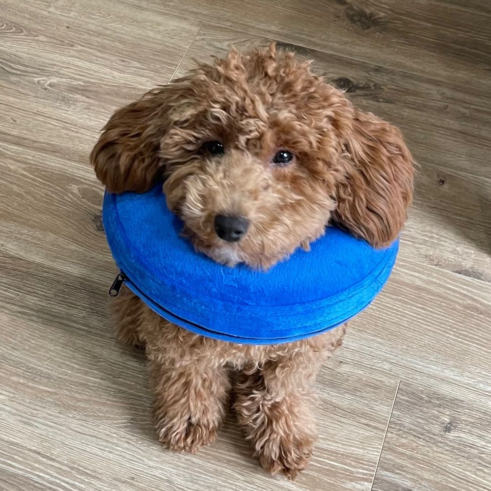 Mookie the Mini Poodle