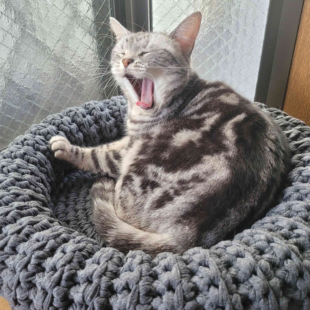 DAOだぉ