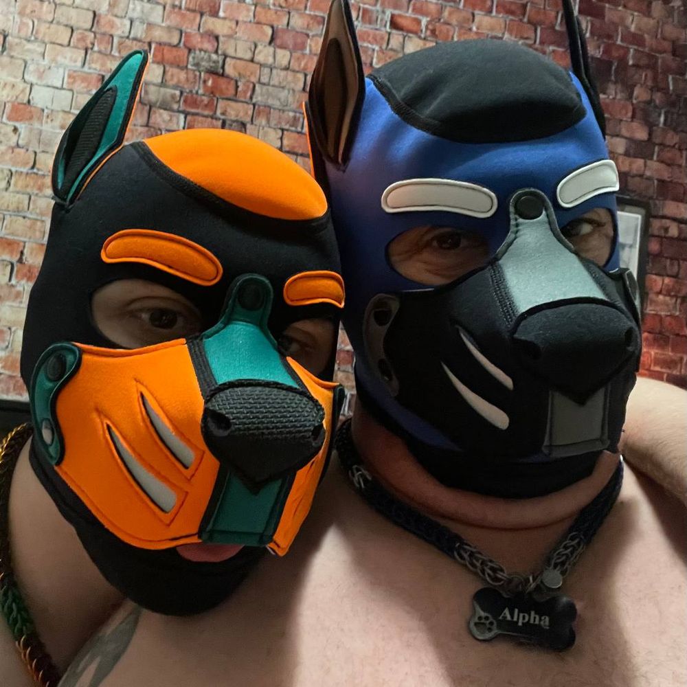 Donkey Dog Koda
