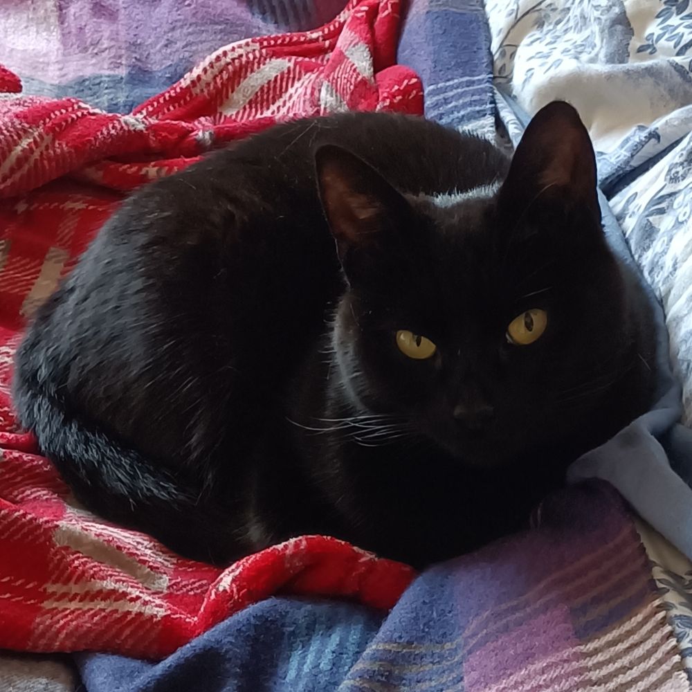 Smilla thA GLaswegiAn paNfur 🏴󠁧󠁢󠁳󠁣󠁴󠁿
