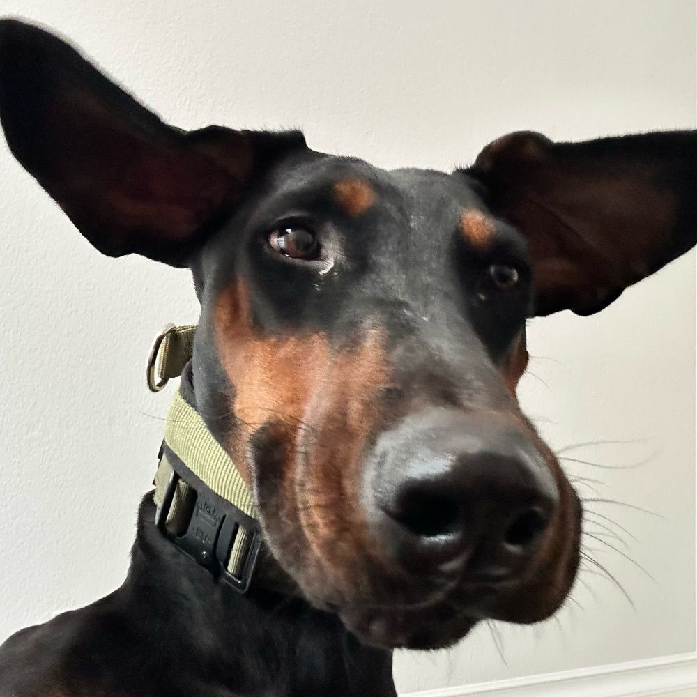 Palmer