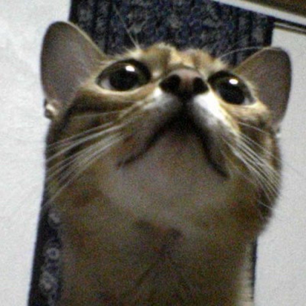 (≡´ ω`)ﾉ あき