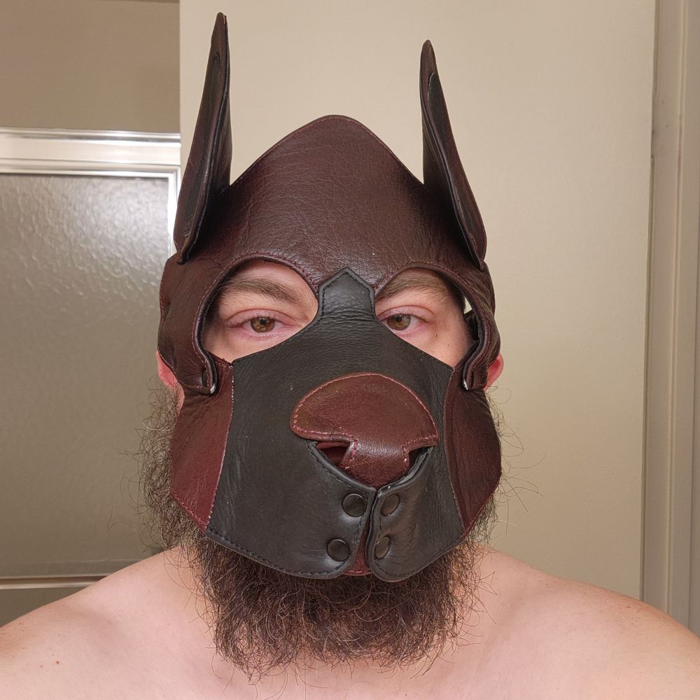 Gideon geeky pup