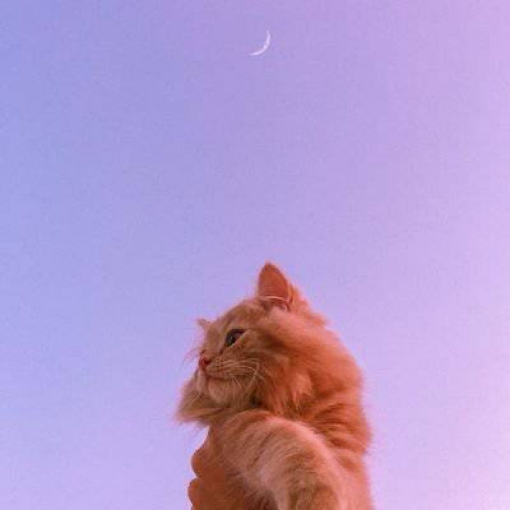 .ᴅᴄᴍ🐰🌟🌻