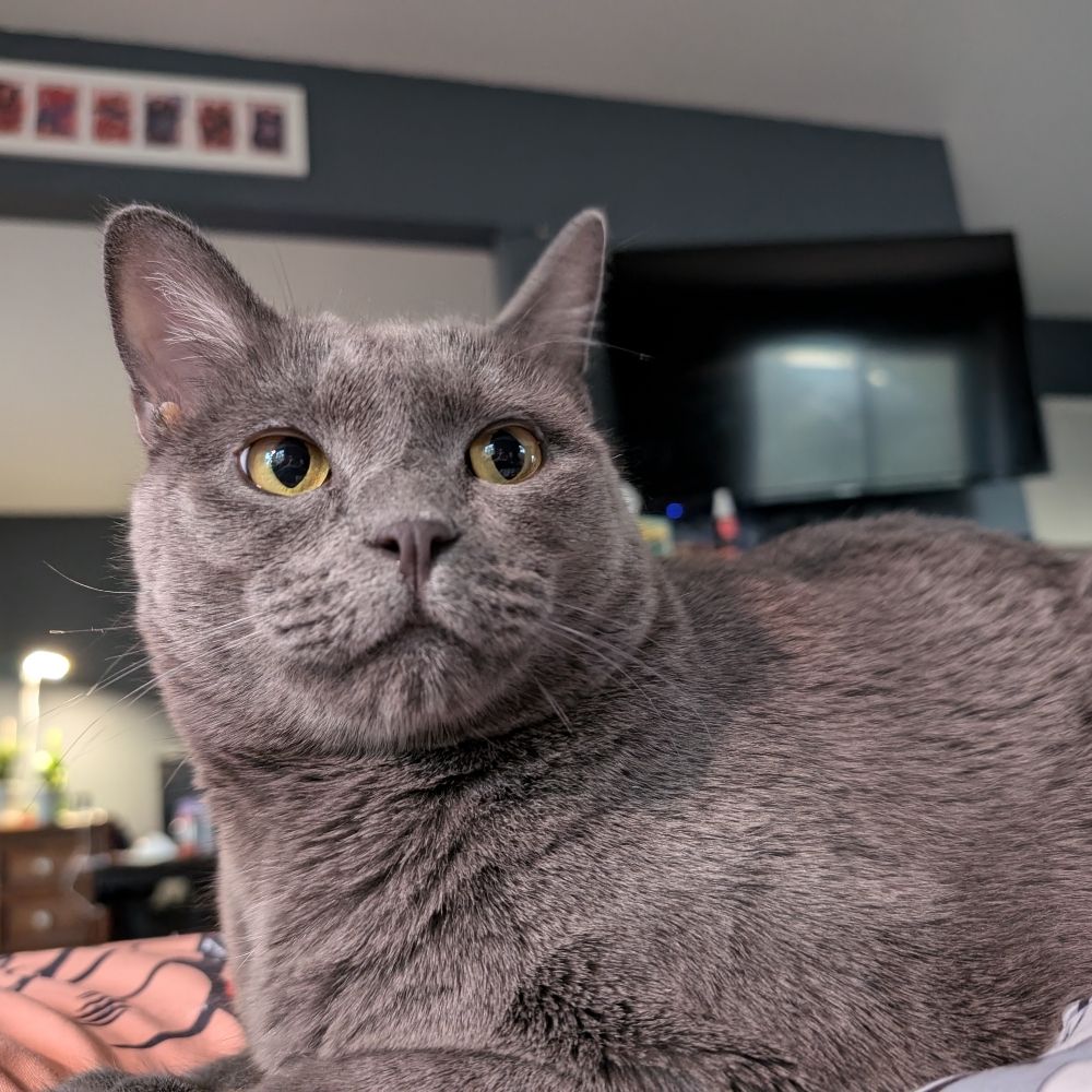 Kat