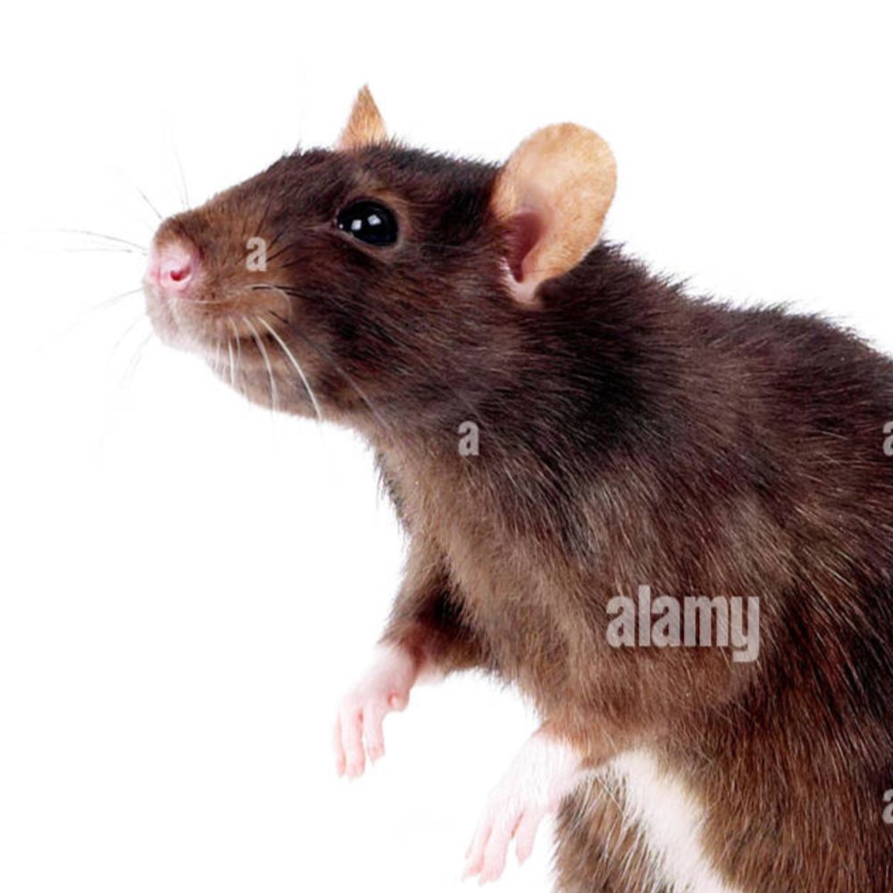 sink rat