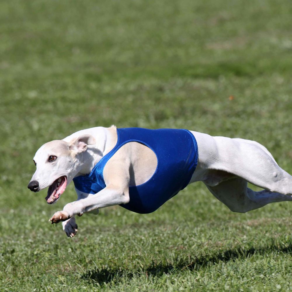 Panache Whippets
