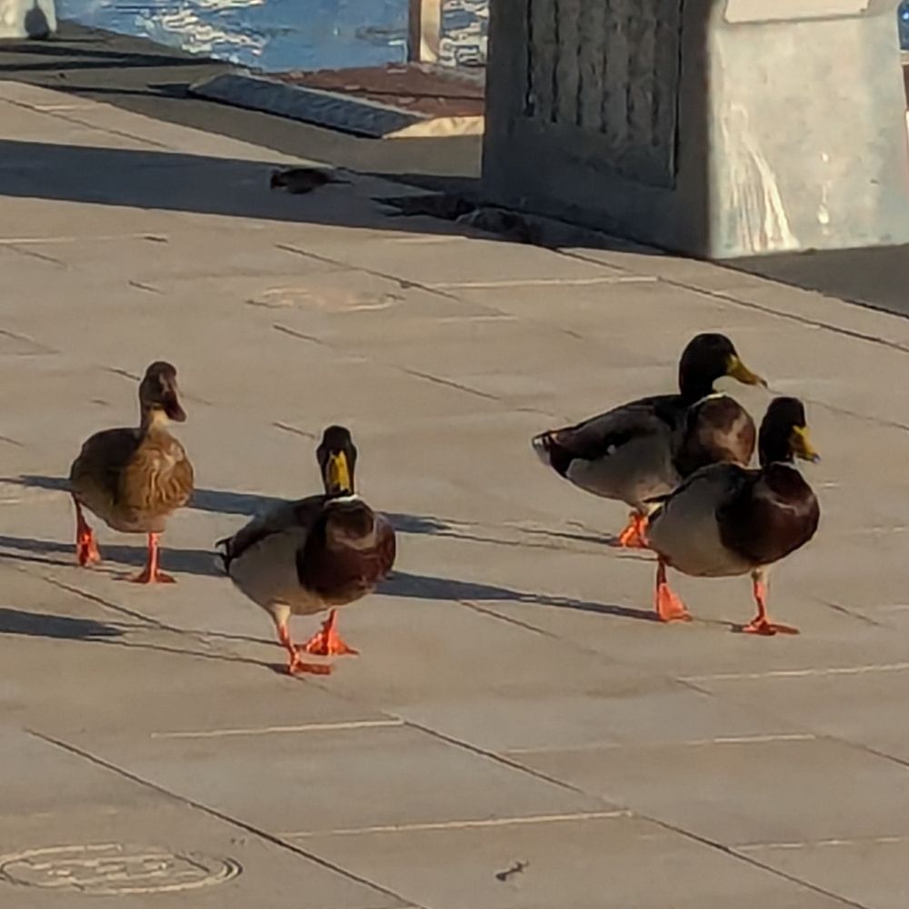 Patos Anadon