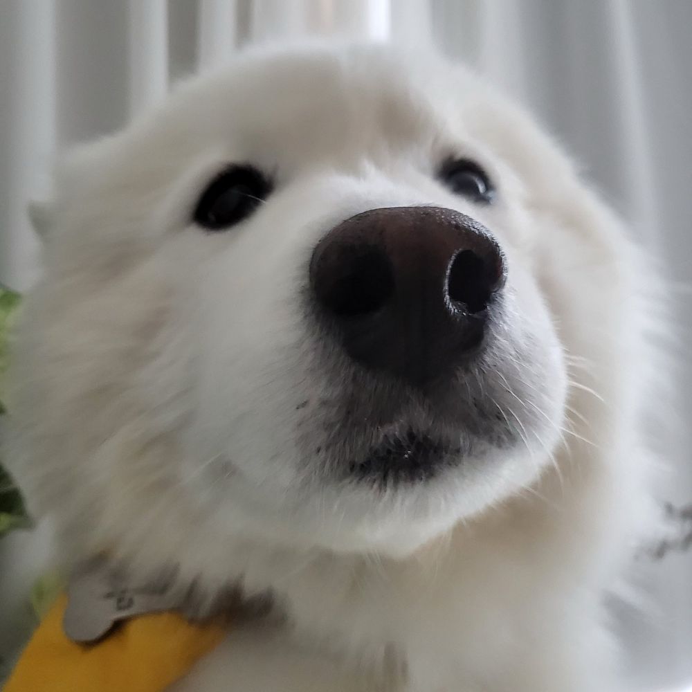 조팝