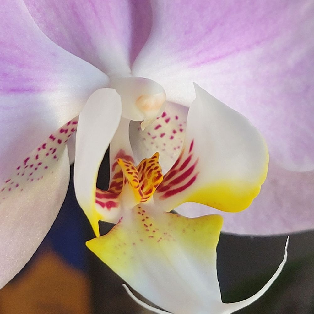 Profile picture orchid-pixie.bsky.social