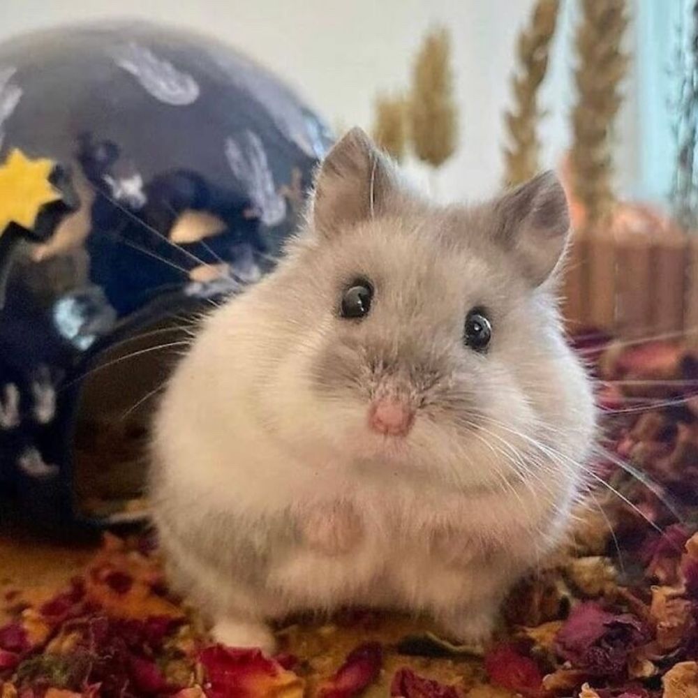 햄