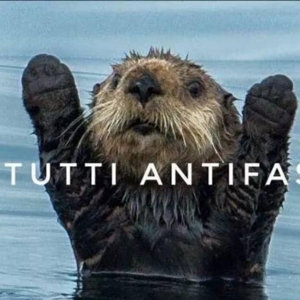 Loutre en rage 🦦