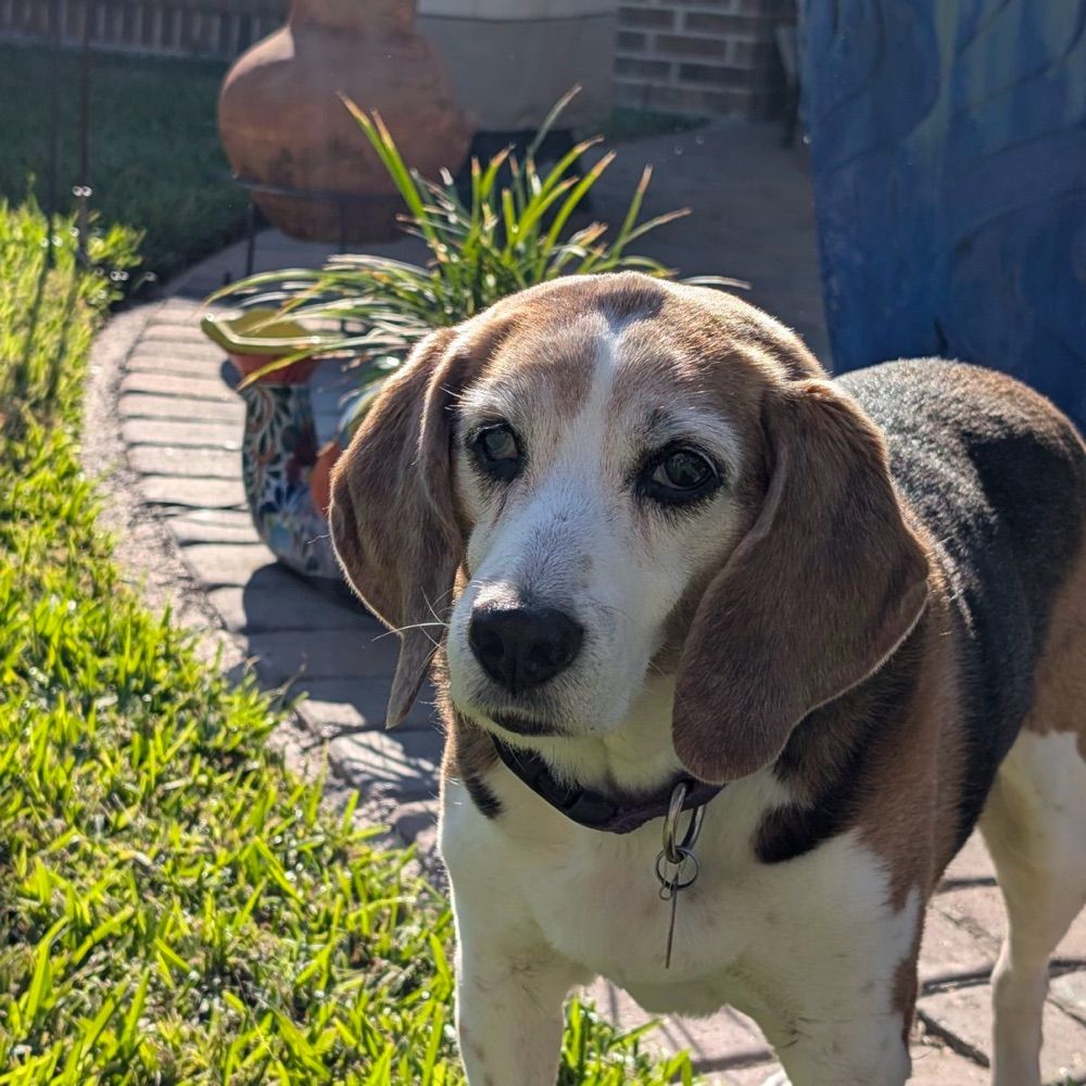 Beagle Herder