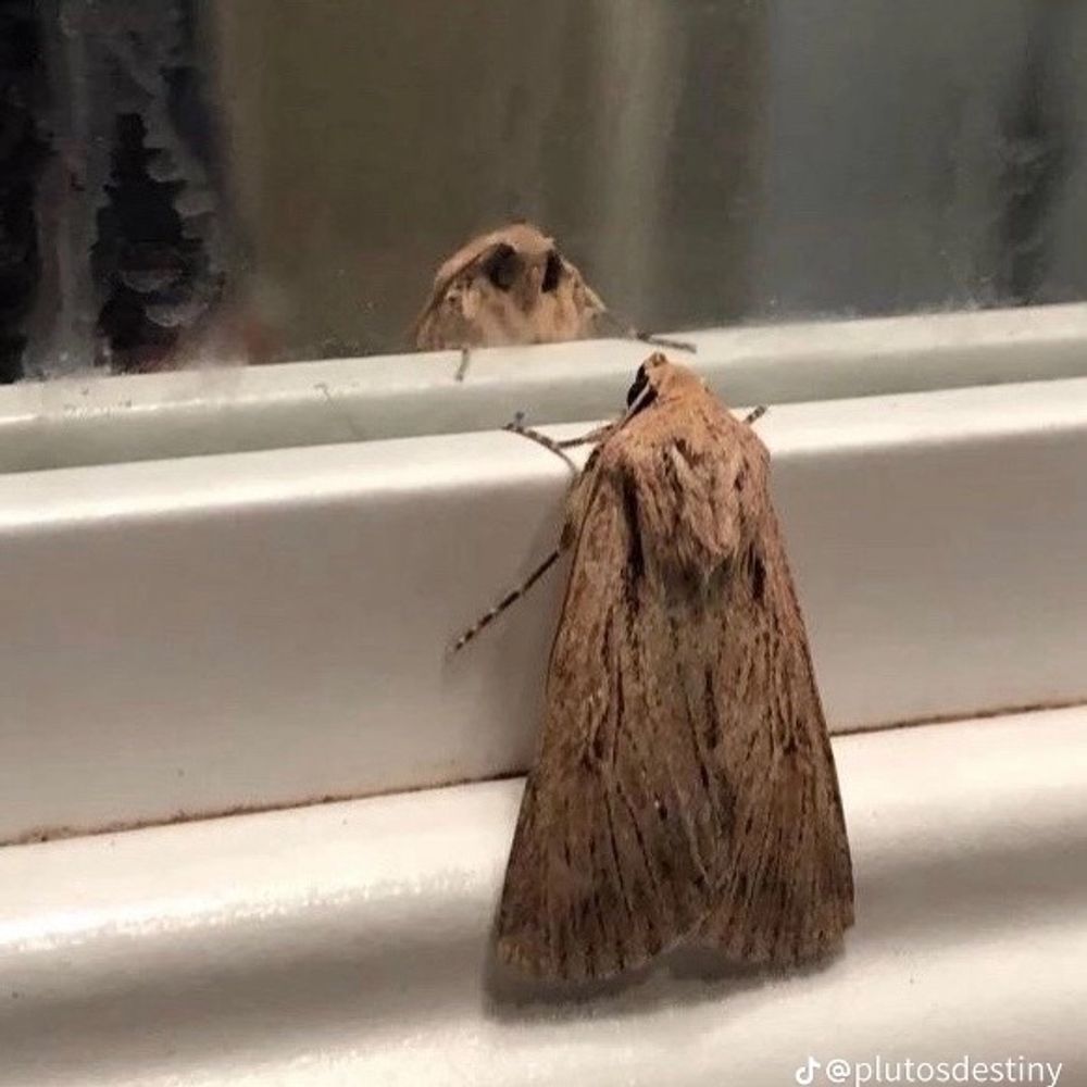 Moth🏳️‍⚧️