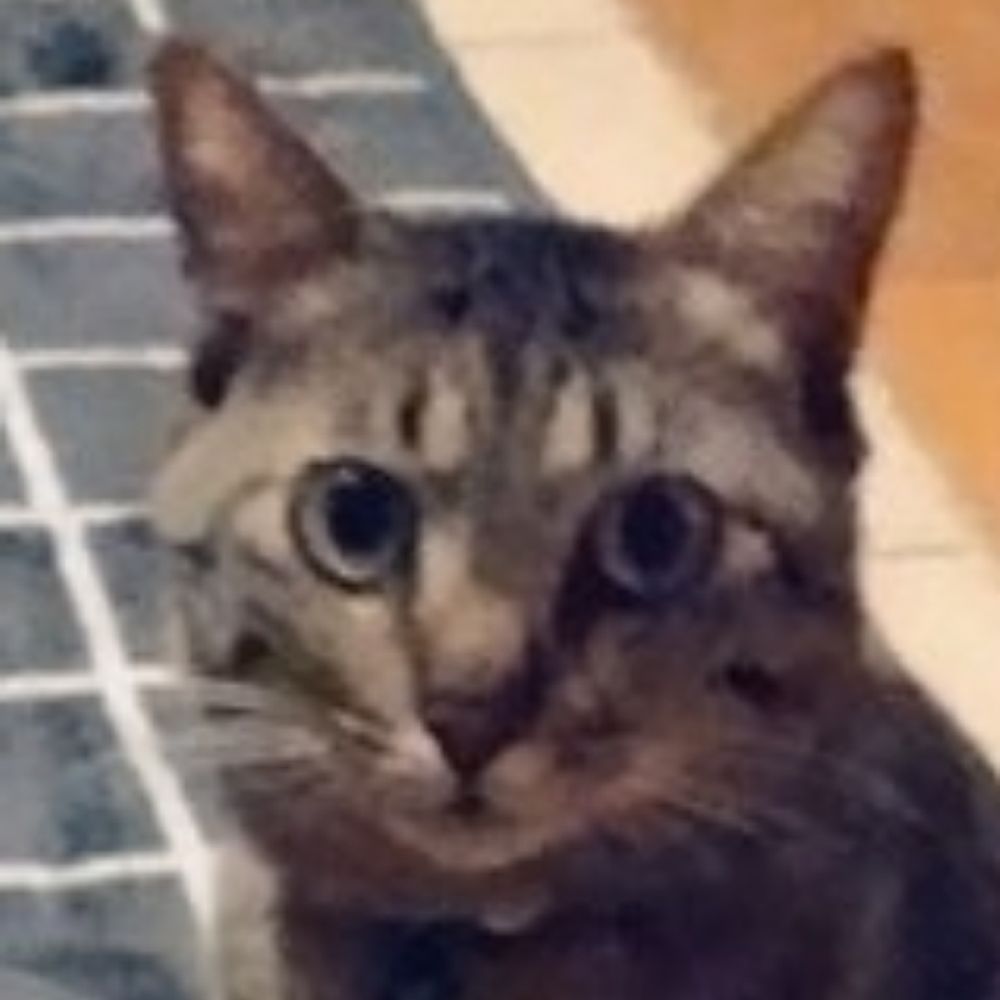 むち