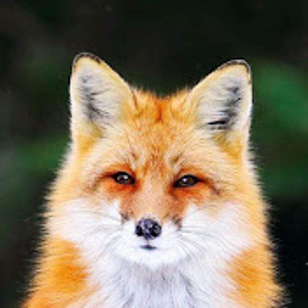 Fox with Flames