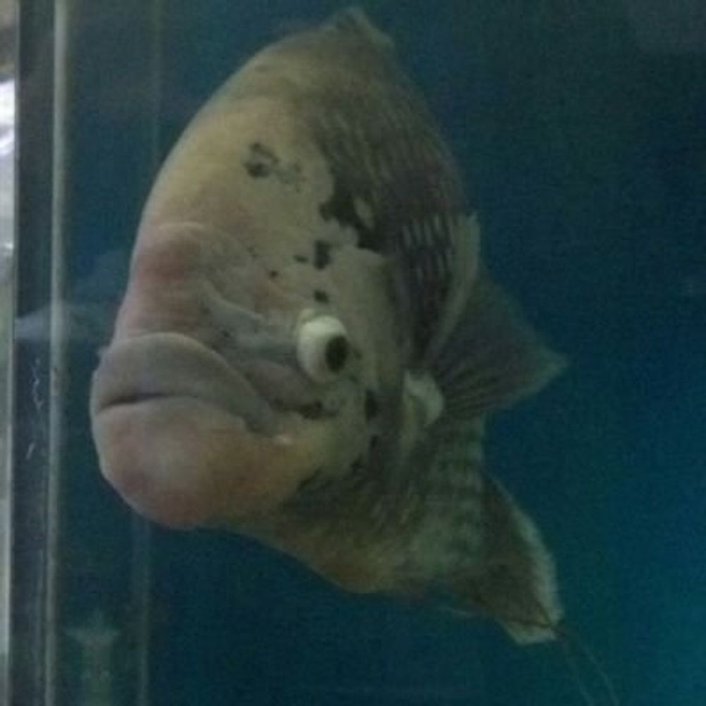 Grumpy Fish's avatar