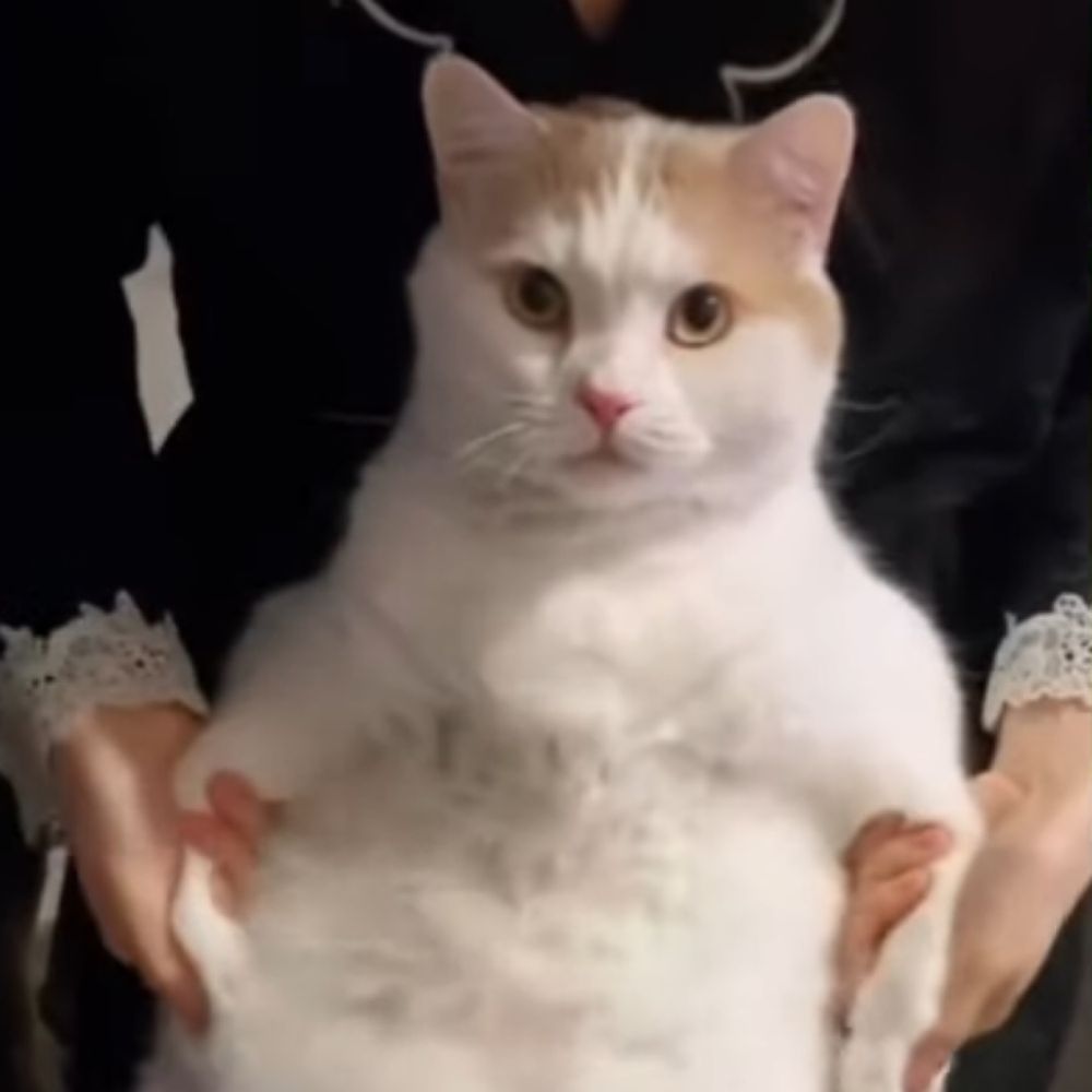 おうまさん