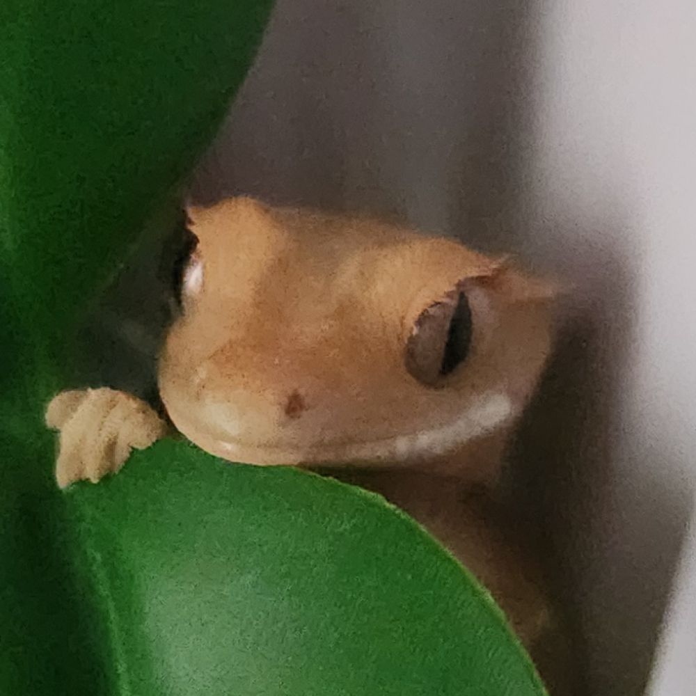 라스