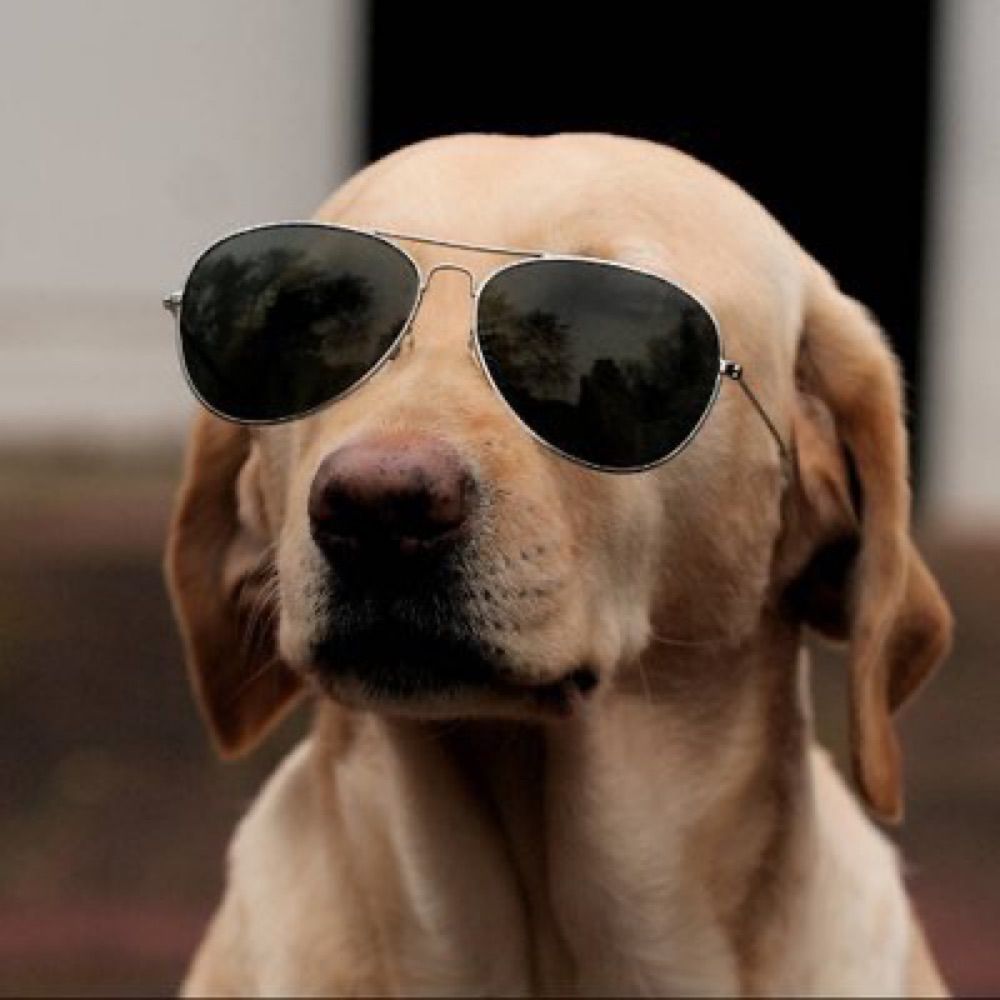 The Crypto Dog