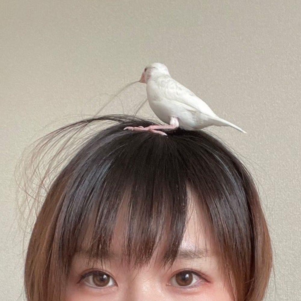 ItoRi🕊️