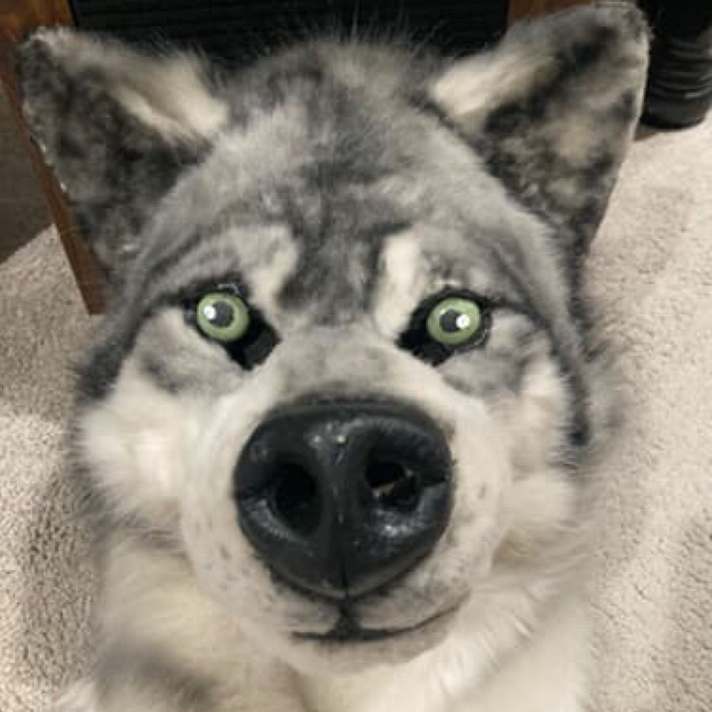Dakota The Wusky