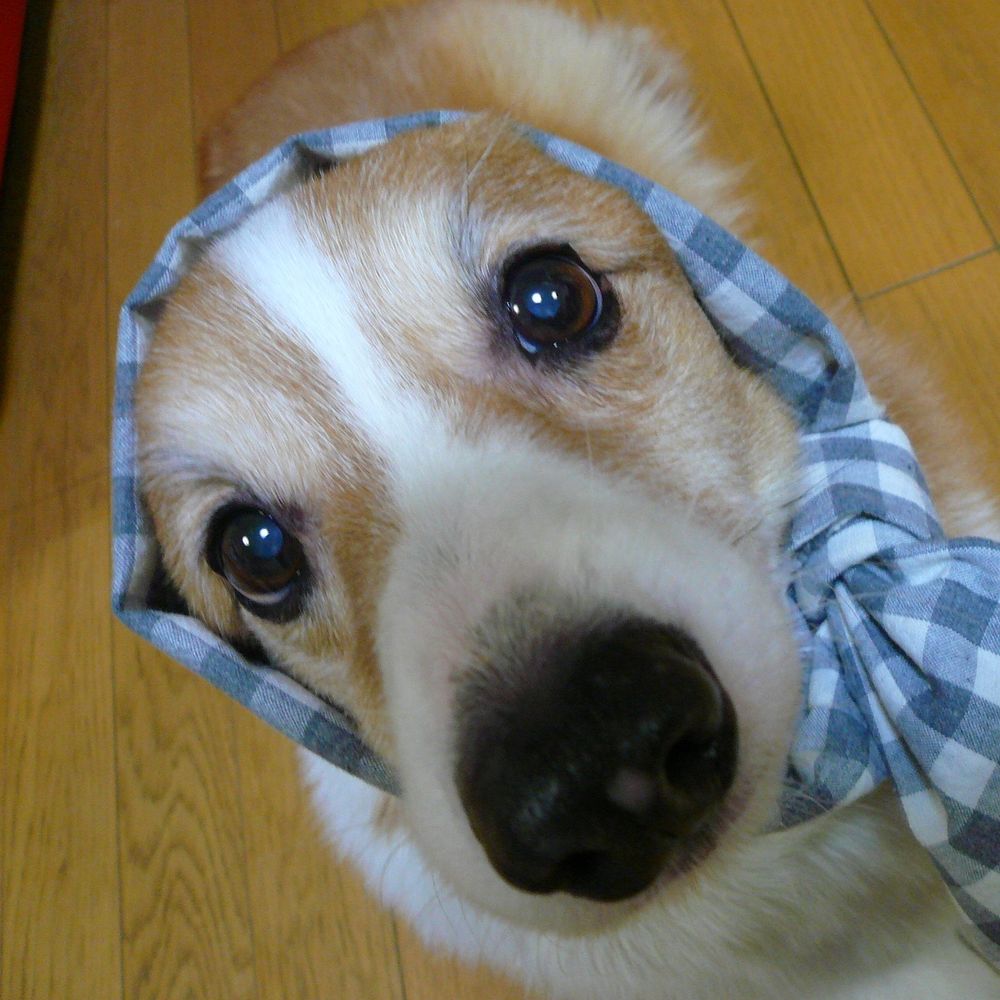 やのぱん