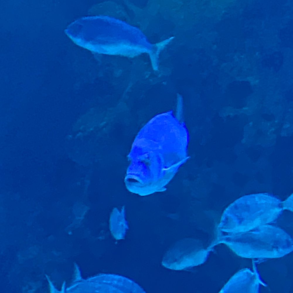 melibia
