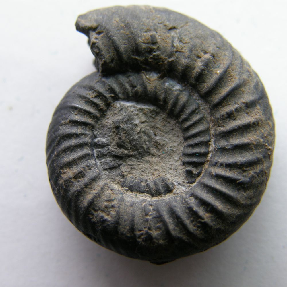 Oiartzungo Ikasgune Geologikoa