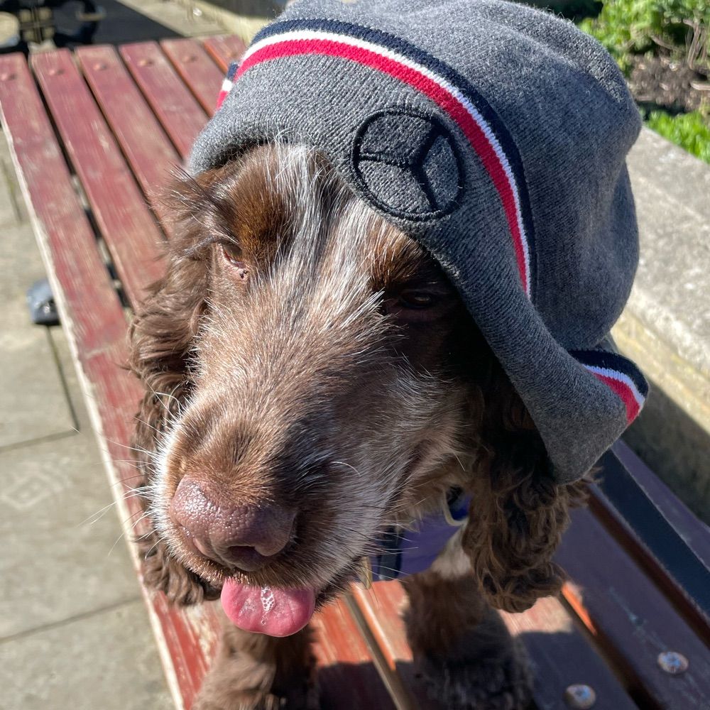 hammertimedoggo.teamlh.social profile picture