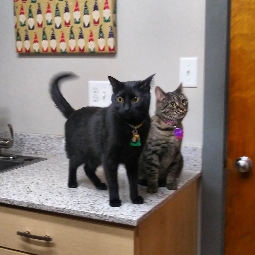 Rosemary_Mother of Cats