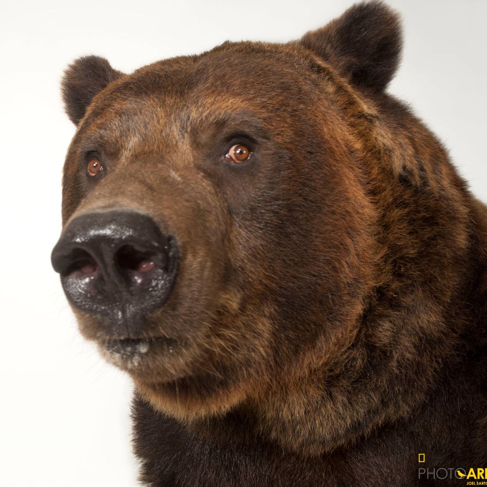 Bearly JJ