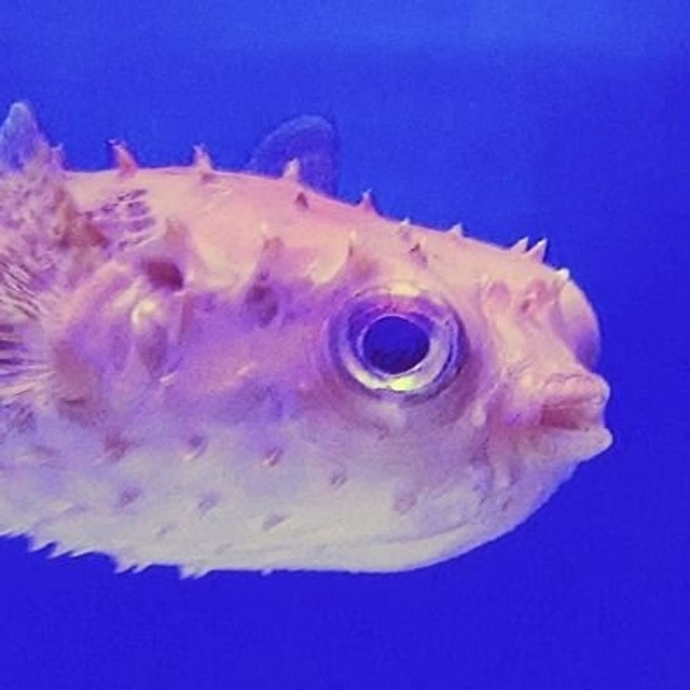 ふえき🐡