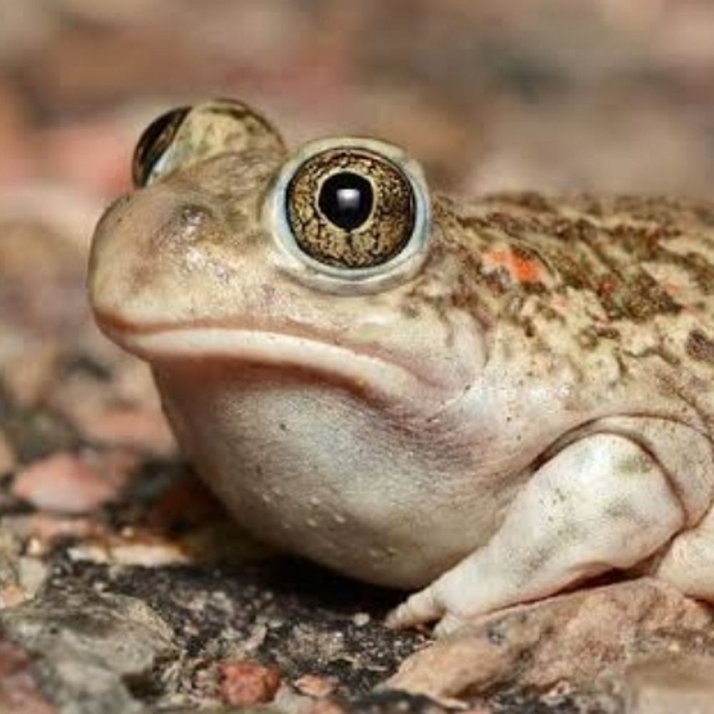 frog anomaly