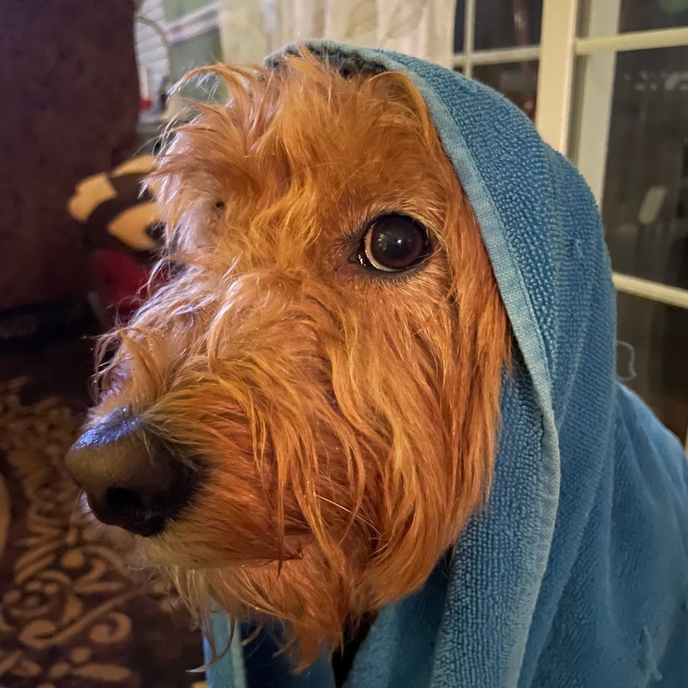 Golden Doodle Mind Tricks