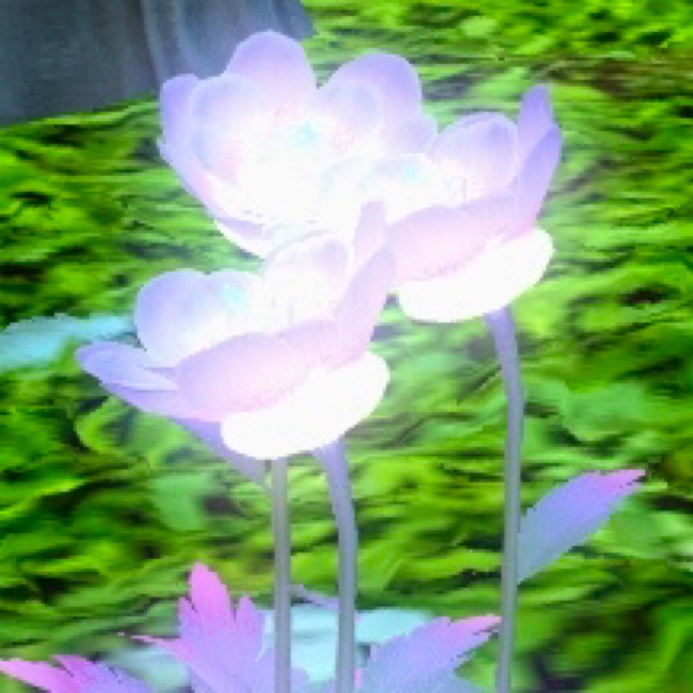 あひさめみみ