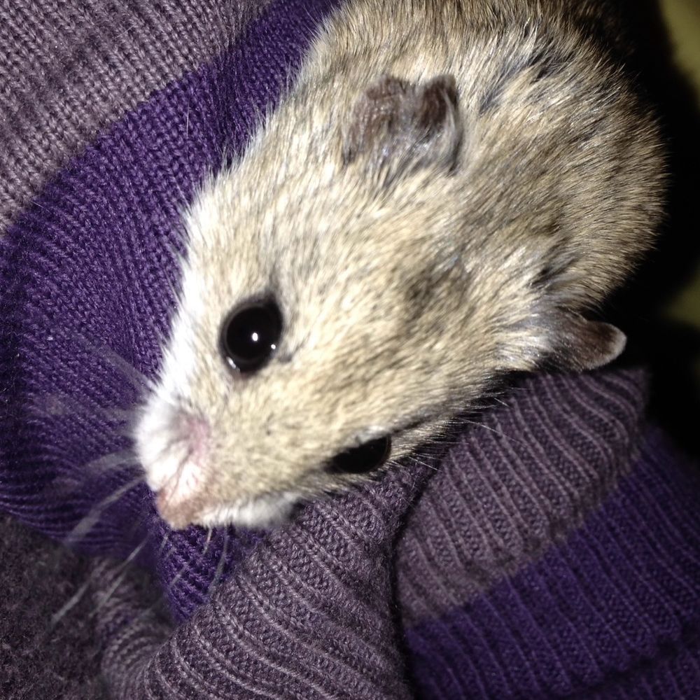 Cricetulus