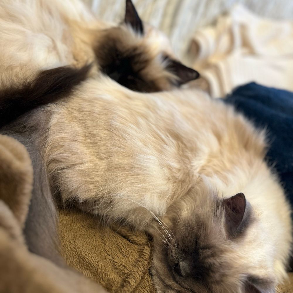 猫愛デル